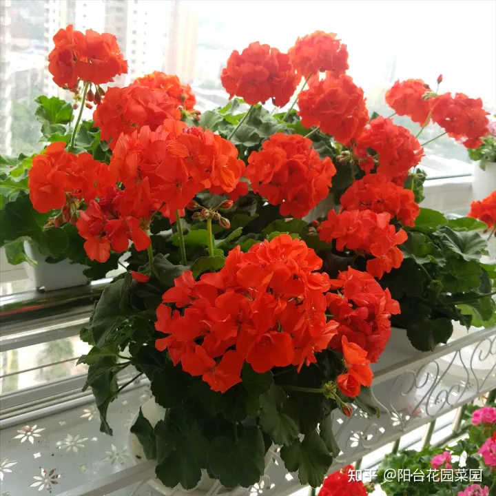 适合家里养的盆栽植物有哪些，“养不死”的7种花，不用管也爆盆，轻松养成“老花树”