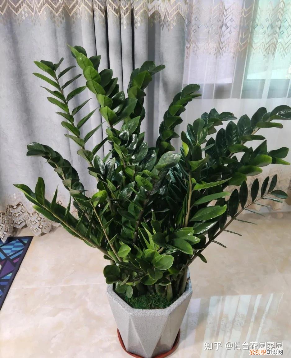 适合家里养的盆栽植物有哪些，“养不死”的7种花，不用管也爆盆，轻松养成“老花树”