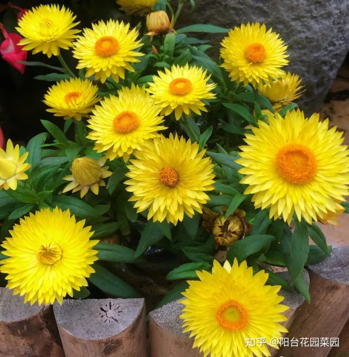 适合家里养的盆栽植物有哪些，“养不死”的7种花，不用管也爆盆，轻松养成“老花树”