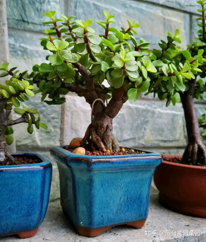 适合家里养的盆栽植物有哪些，“养不死”的7种花，不用管也爆盆，轻松养成“老花树”