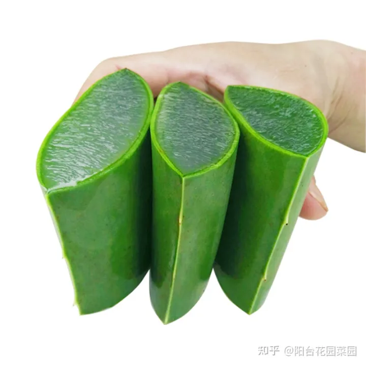 适合家里养的盆栽植物有哪些，“养不死”的7种花，不用管也爆盆，轻松养成“老花树”