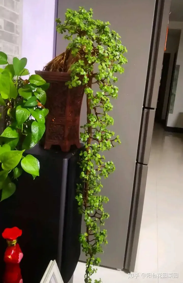 适合家里养的盆栽植物有哪些，“养不死”的7种花，不用管也爆盆，轻松养成“老花树”