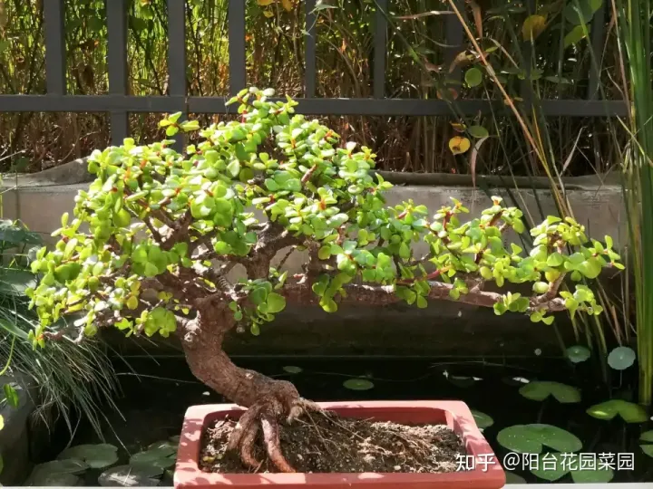 适合家里养的盆栽植物有哪些，“养不死”的7种花，不用管也爆盆，轻松养成“老花树”