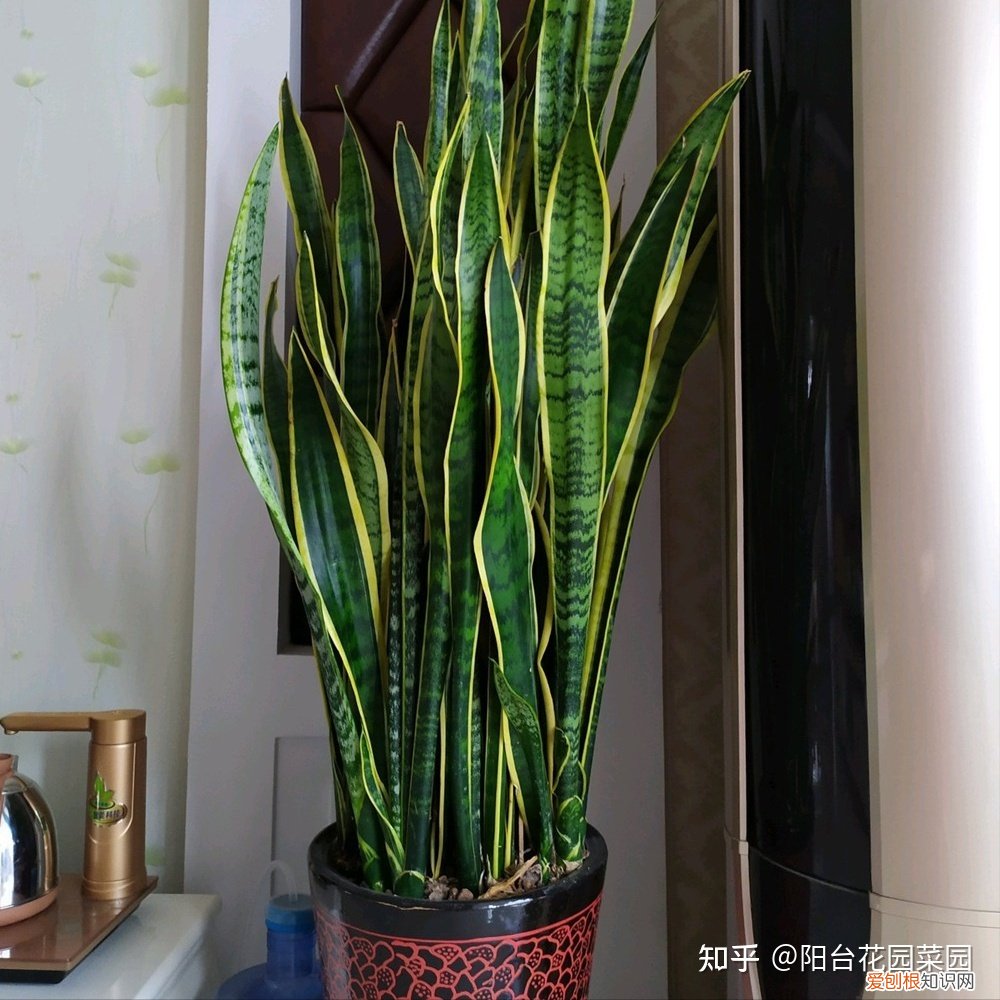 适合家里养的盆栽植物有哪些，“养不死”的7种花，不用管也爆盆，轻松养成“老花树”