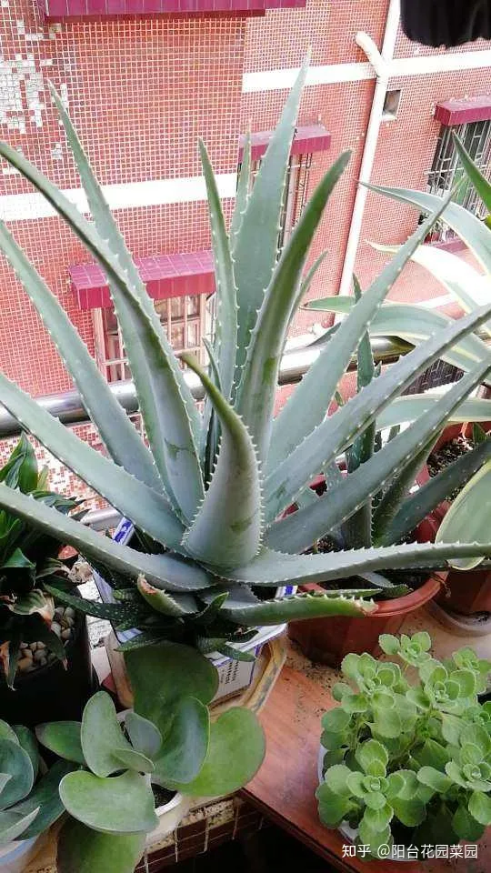 适合家里养的盆栽植物有哪些，“养不死”的7种花，不用管也爆盆，轻松养成“老花树”