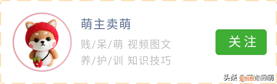 新养狗狗的人一定要注意这四个点，新手第一次养狗需要注意的事项 新铲屎官需要了解的9点小知识