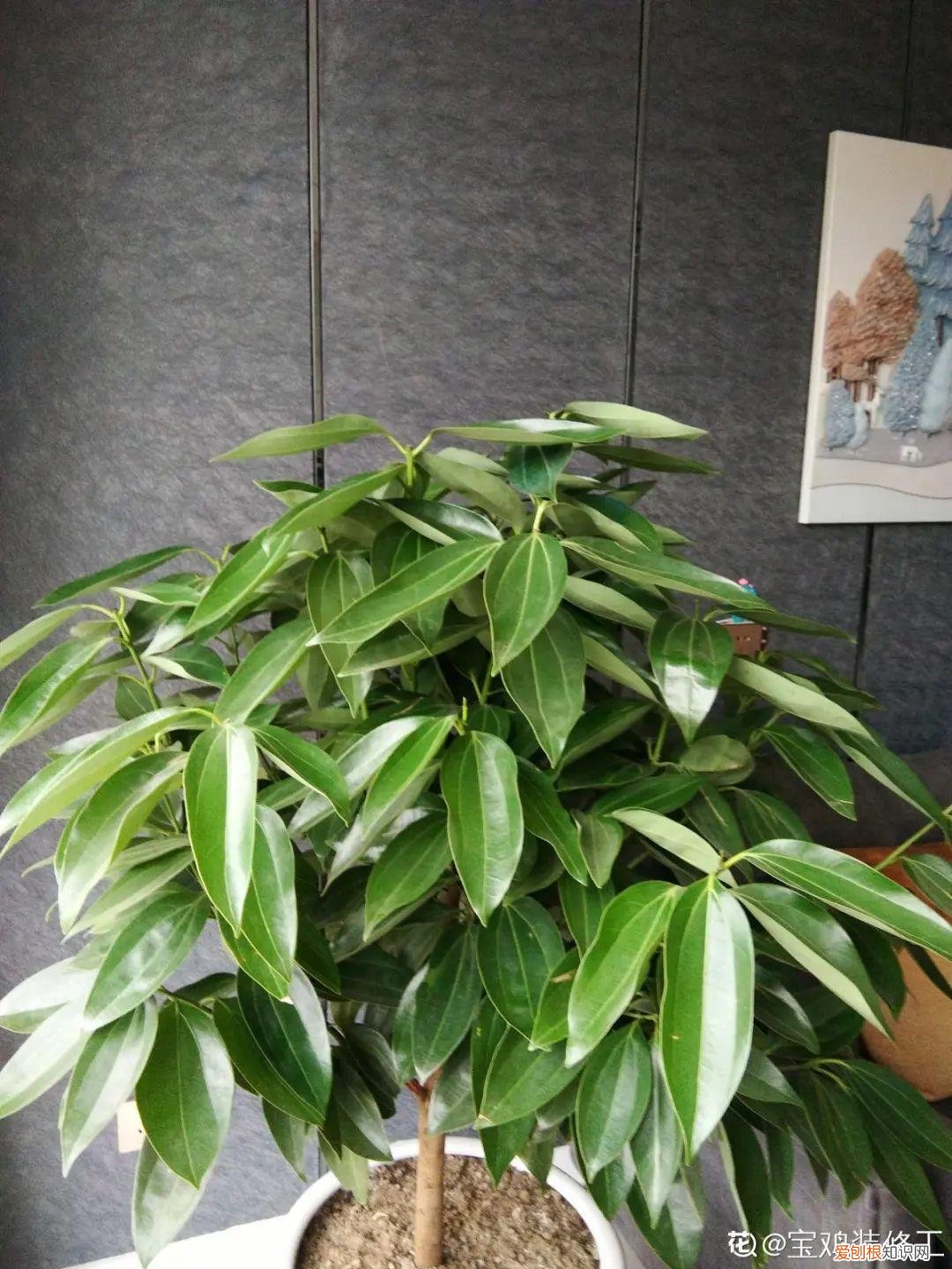 适合在客厅里好养活的树，客厅养好树，子孙一直富，8种树养在家，镇宅有安全感