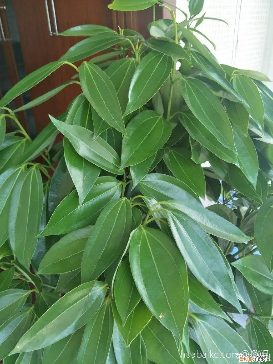 适合在客厅里好养活的树，客厅养好树，子孙一直富，8种树养在家，镇宅有安全感