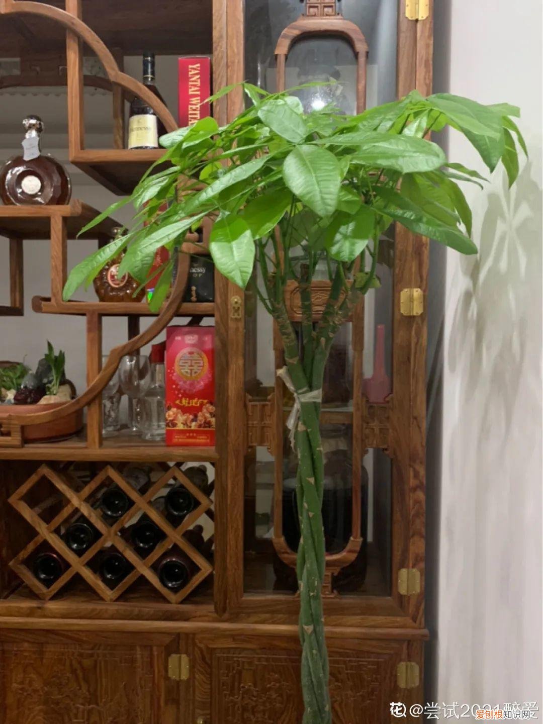 适合在客厅里好养活的树，客厅养好树，子孙一直富，8种树养在家，镇宅有安全感