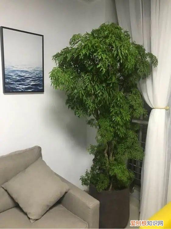 适合在客厅里好养活的树，客厅养好树，子孙一直富，8种树养在家，镇宅有安全感