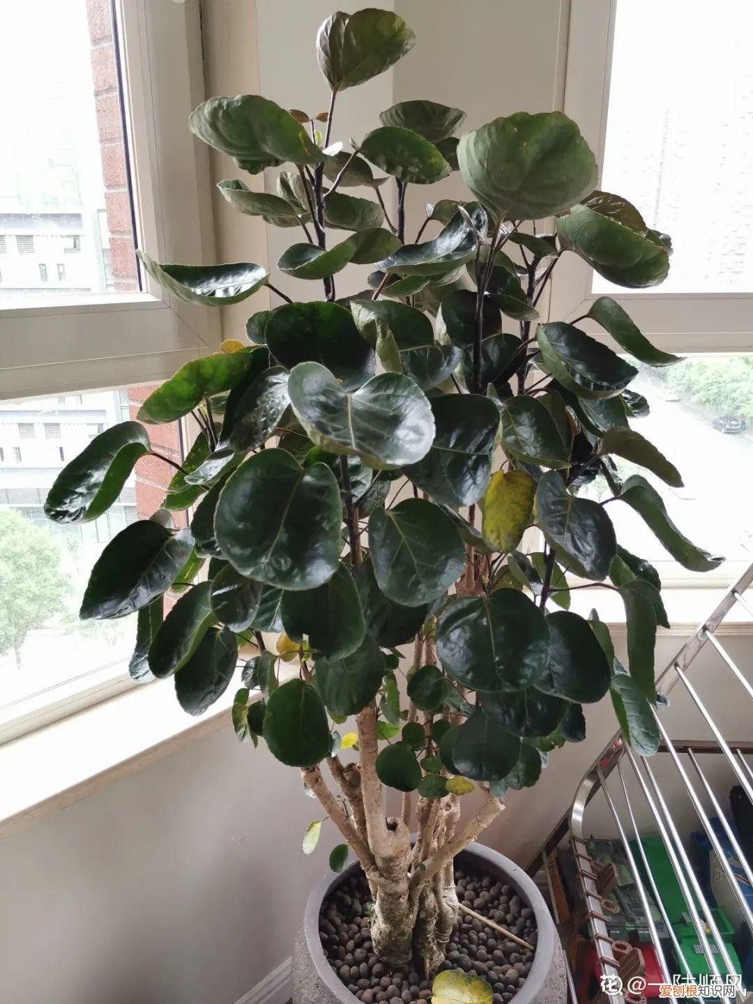 适合在客厅里好养活的树，客厅养好树，子孙一直富，8种树养在家，镇宅有安全感