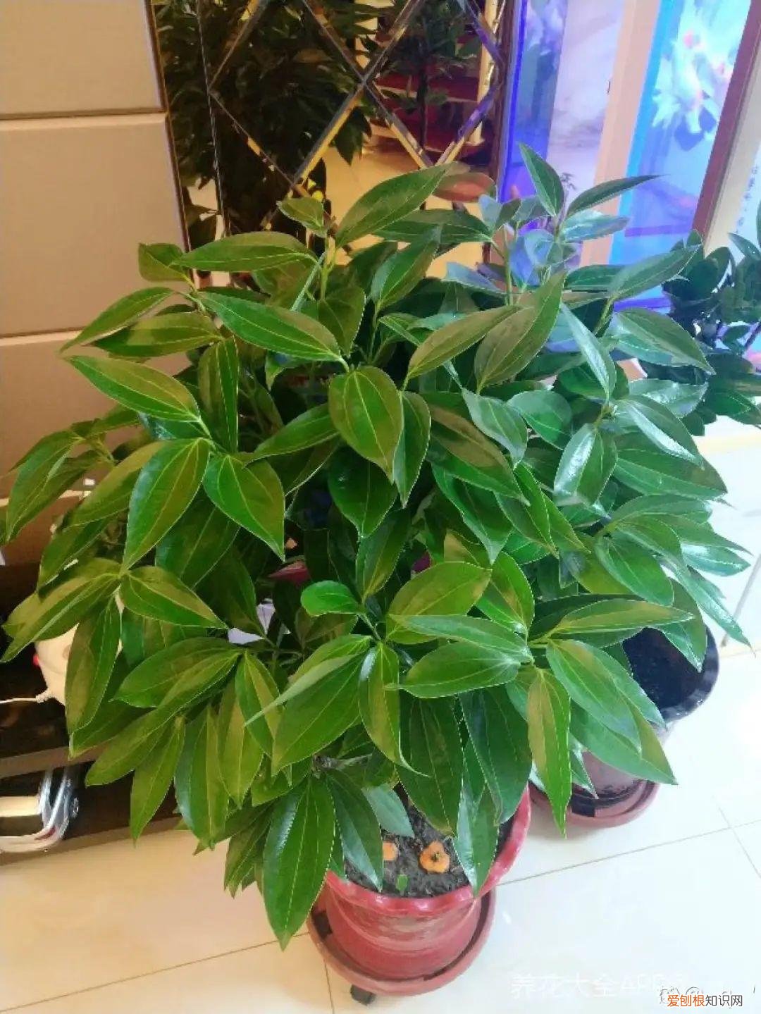 适合在客厅里好养活的树，客厅养好树，子孙一直富，8种树养在家，镇宅有安全感