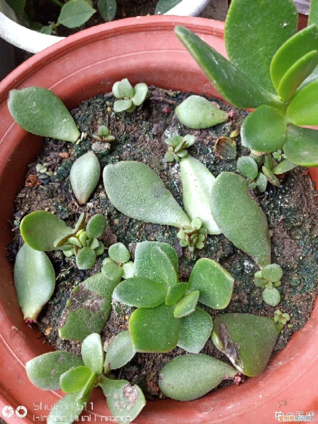 适合在客厅里好养活的树，客厅养好树，子孙一直富，8种树养在家，镇宅有安全感