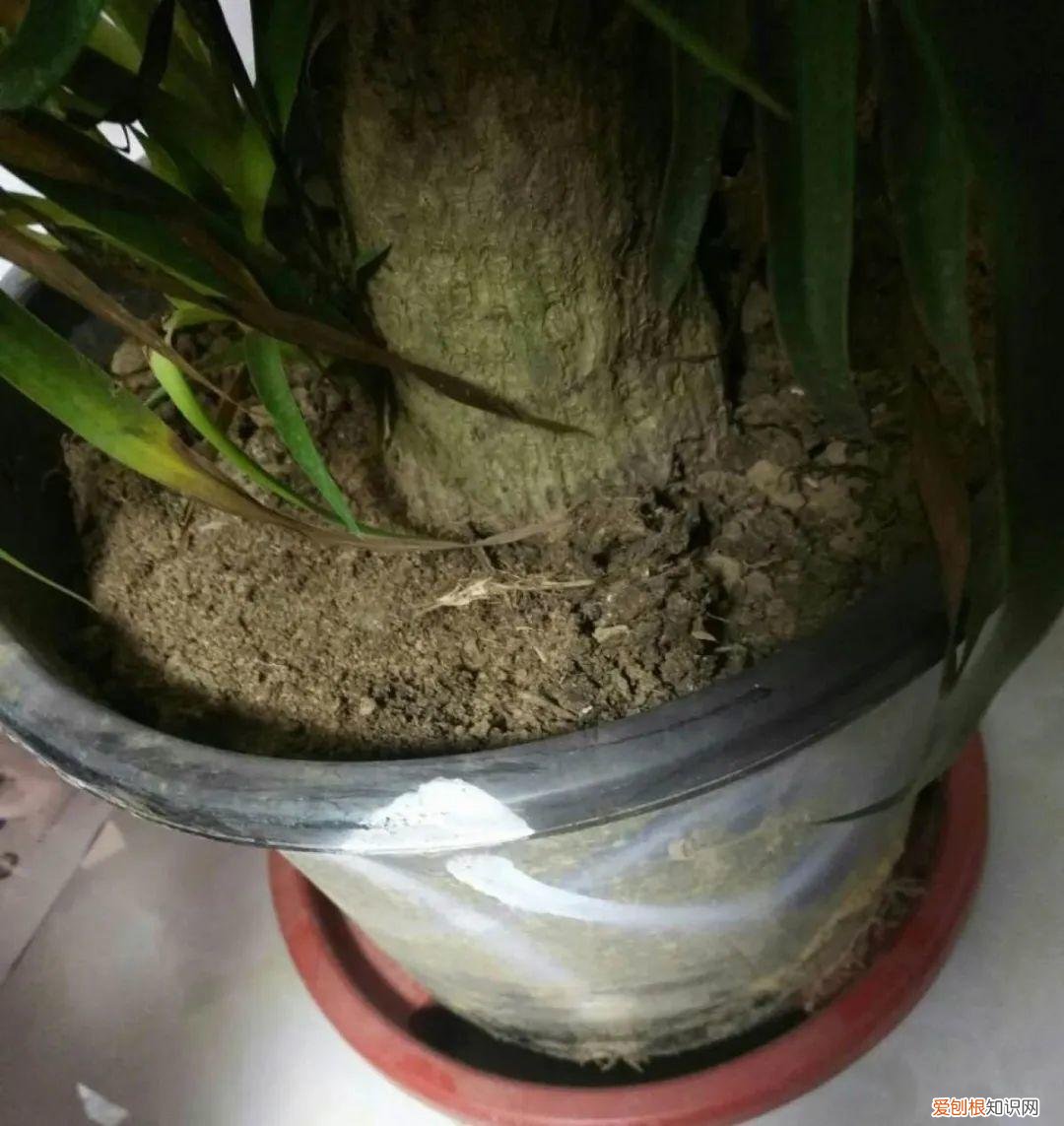 适合在客厅里好养活的树，客厅养好树，子孙一直富，8种树养在家，镇宅有安全感