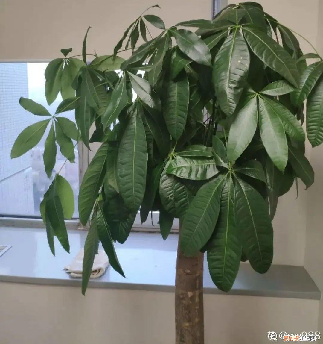 适合在客厅里好养活的树，客厅养好树，子孙一直富，8种树养在家，镇宅有安全感