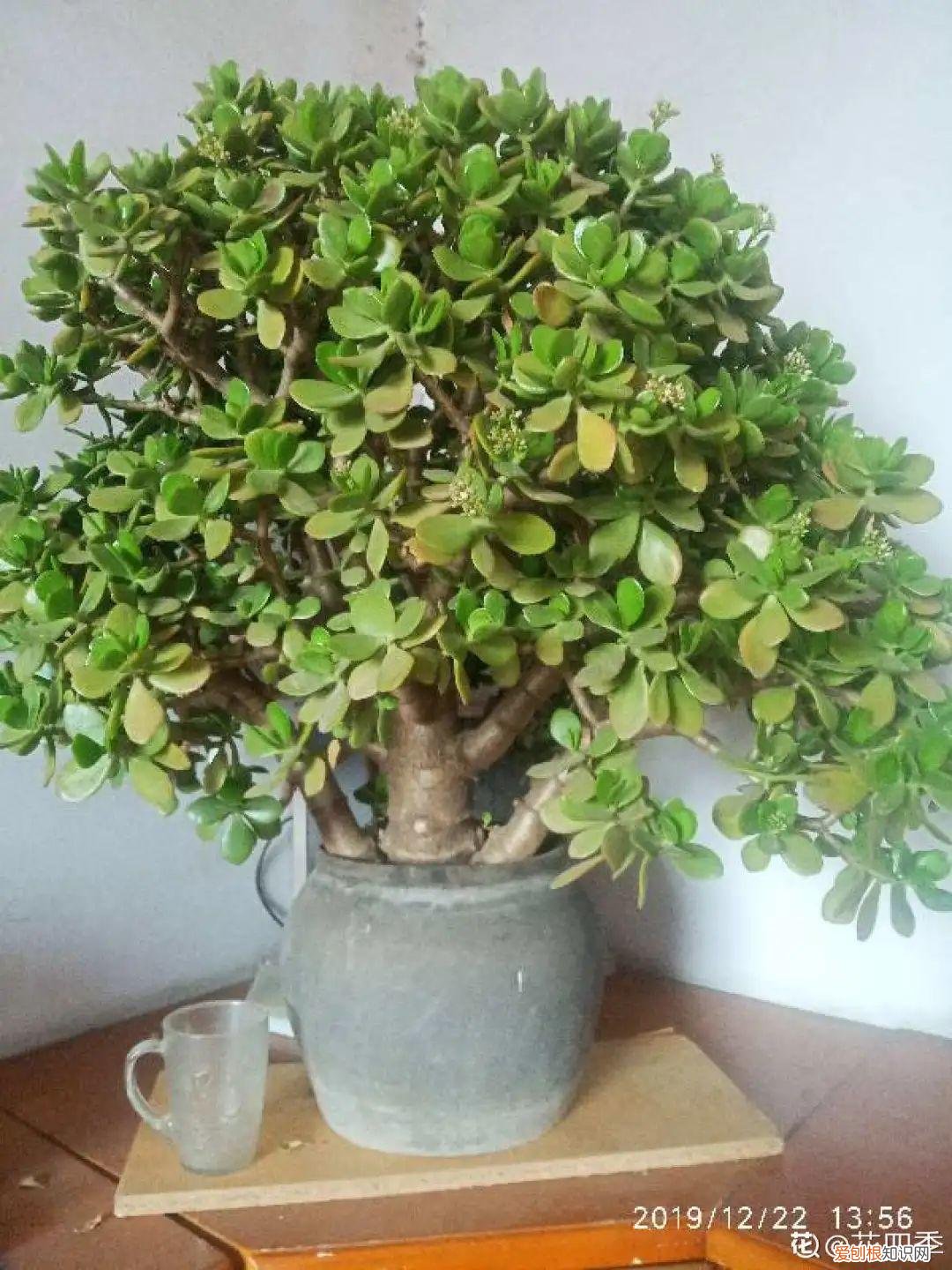 适合在客厅里好养活的树，客厅养好树，子孙一直富，8种树养在家，镇宅有安全感