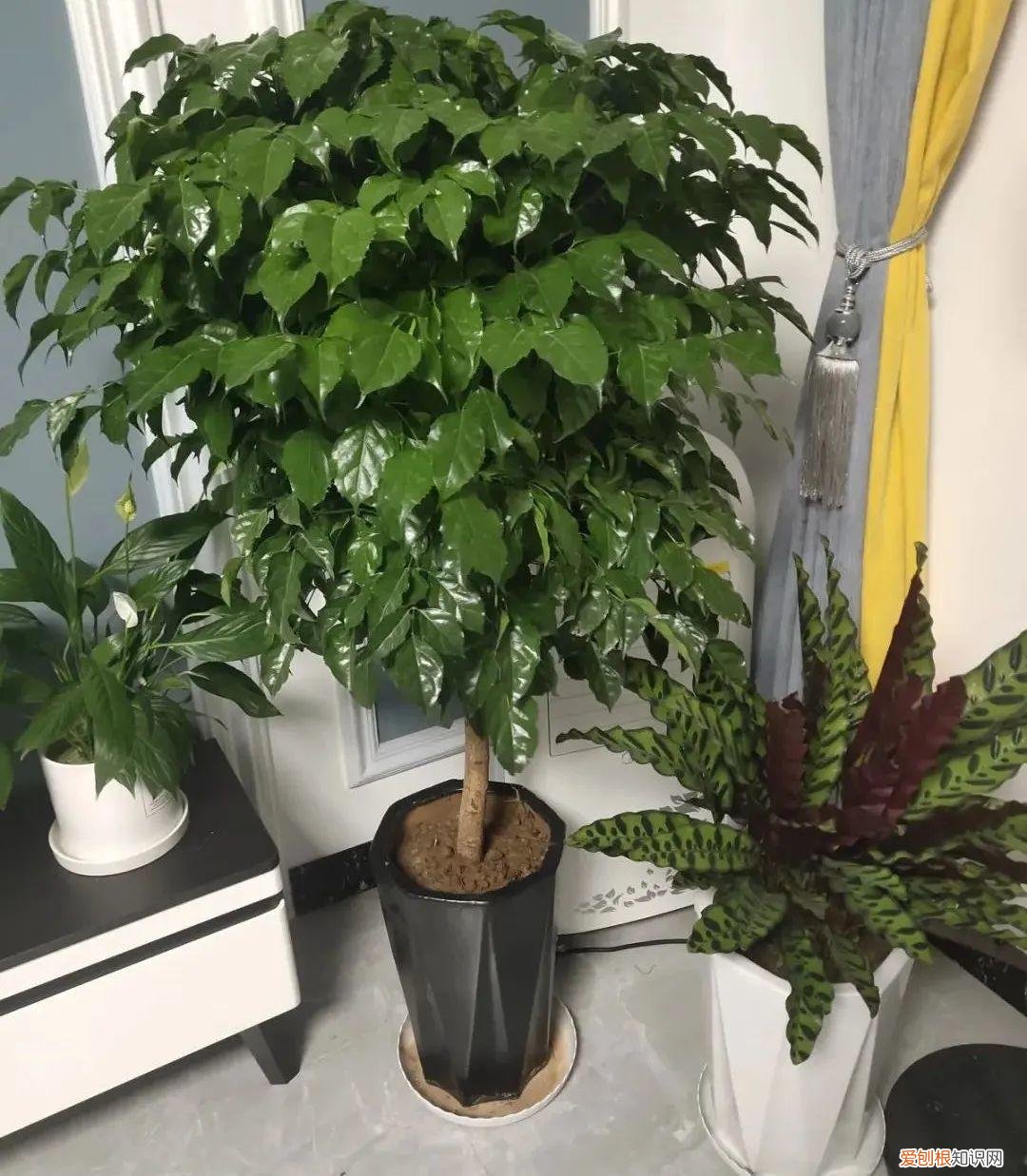 适合在客厅里好养活的树，客厅养好树，子孙一直富，8种树养在家，镇宅有安全感