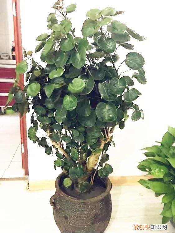 适合在客厅里好养活的树，客厅养好树，子孙一直富，8种树养在家，镇宅有安全感