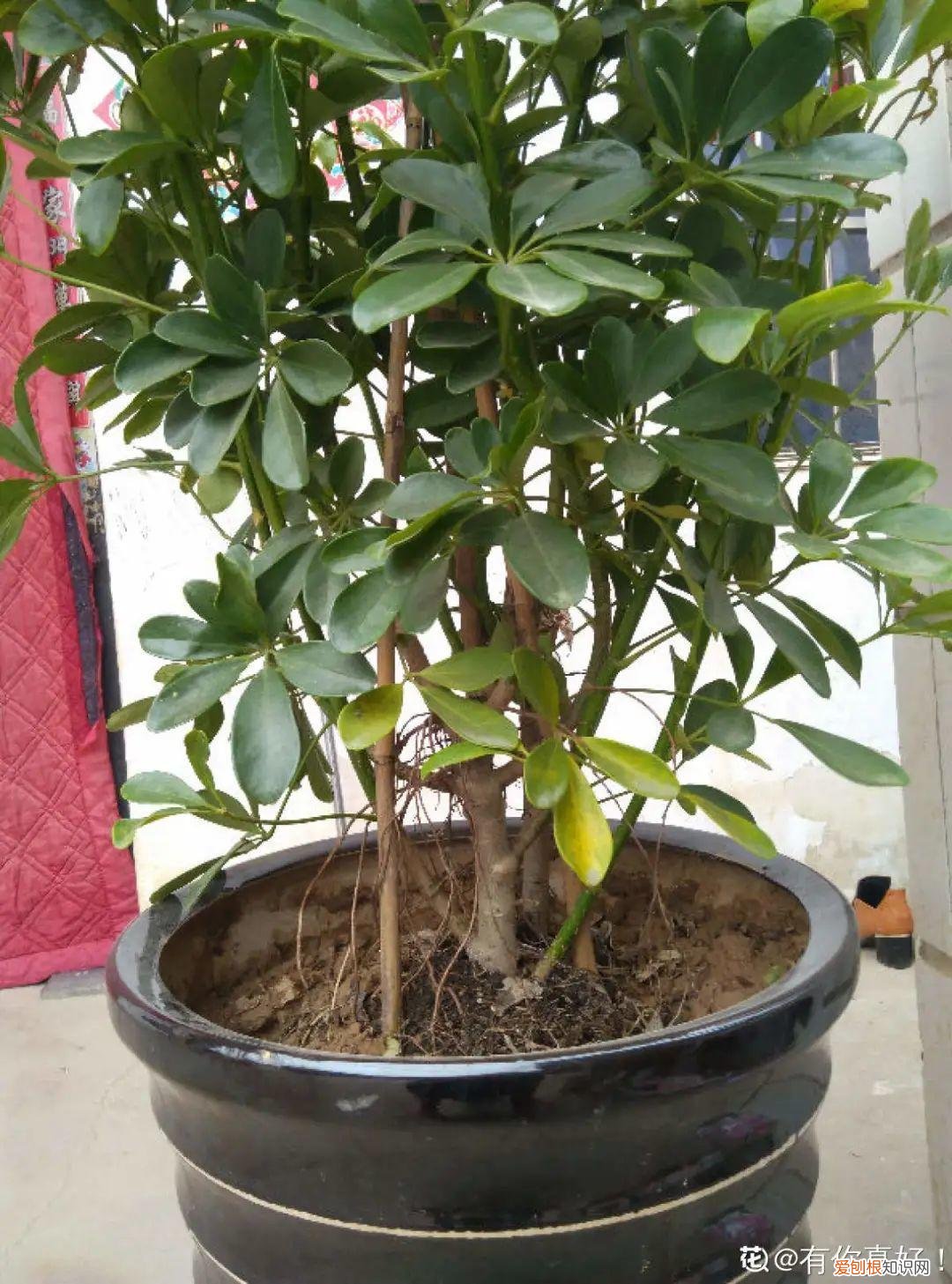 适合在客厅里好养活的树，客厅养好树，子孙一直富，8种树养在家，镇宅有安全感
