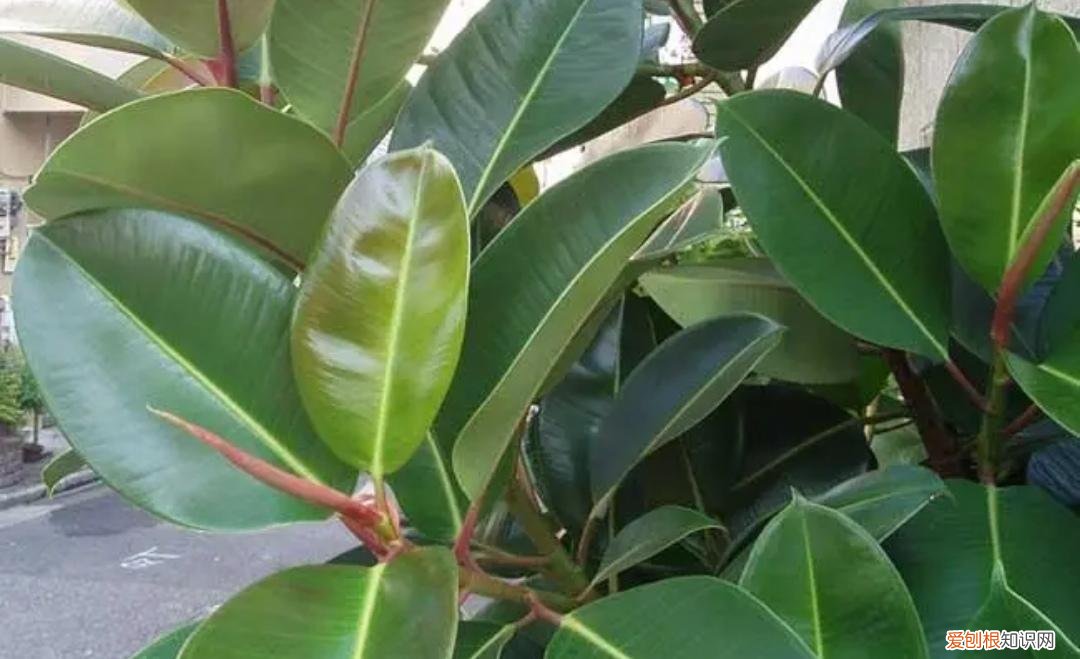 适合懒人种植的花，5种常见的绿植，越是“懒养”，反而长得越旺