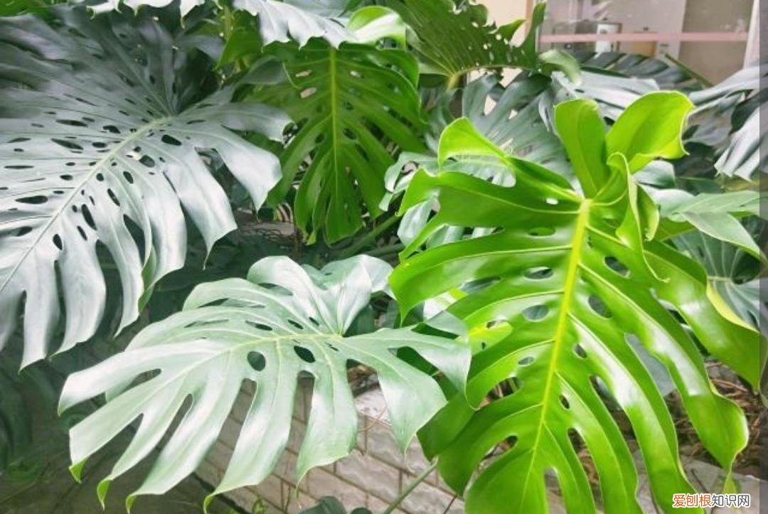 适合懒人种植的花，5种常见的绿植，越是“懒养”，反而长得越旺