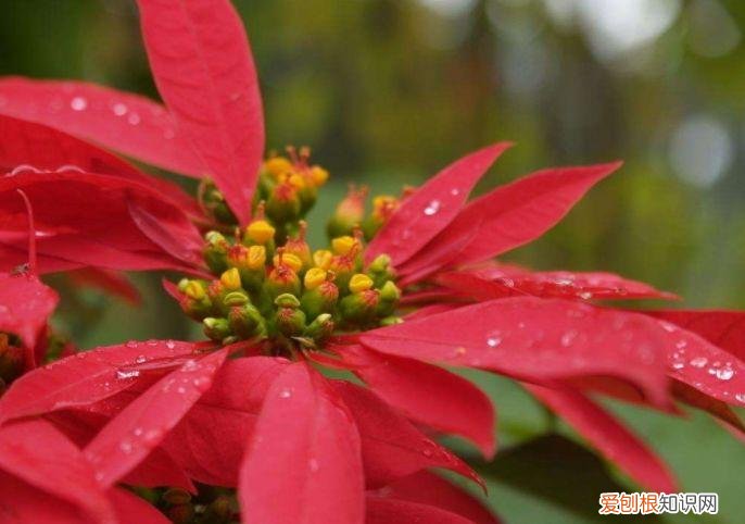 家庭养花大全绿植，养花，45种绿植花卉图文介绍，养殖方法和注意事项
