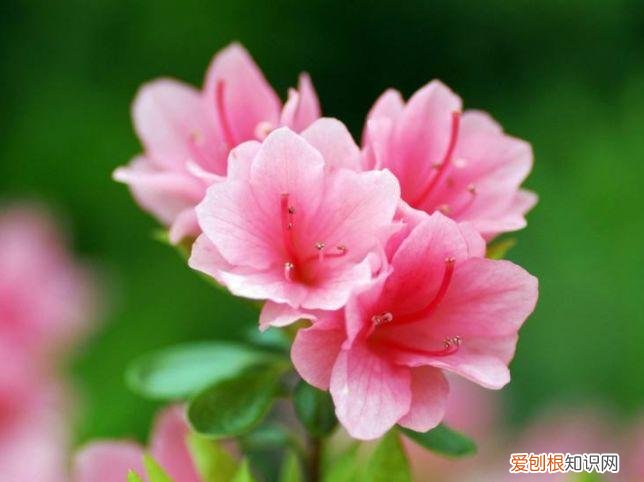 家庭养花大全绿植，养花，45种绿植花卉图文介绍，养殖方法和注意事项
