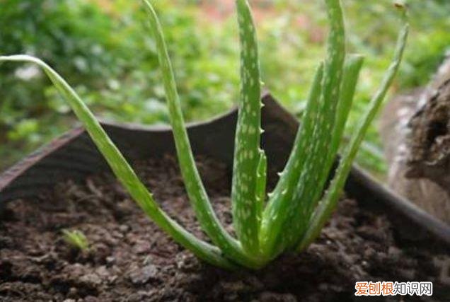 家庭养花大全绿植，养花，45种绿植花卉图文介绍，养殖方法和注意事项