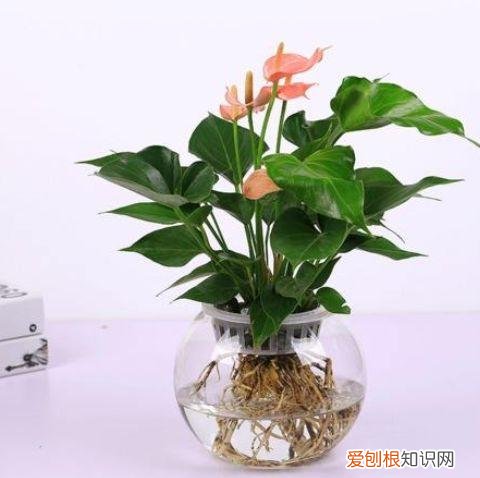 家庭养花大全绿植，养花，45种绿植花卉图文介绍，养殖方法和注意事项