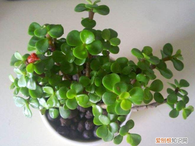 家庭养花大全绿植，养花，45种绿植花卉图文介绍，养殖方法和注意事项