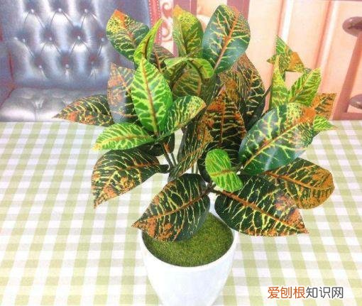 家庭养花大全绿植，养花，45种绿植花卉图文介绍，养殖方法和注意事项