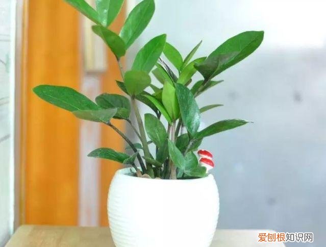 家庭养花大全绿植，养花，45种绿植花卉图文介绍，养殖方法和注意事项