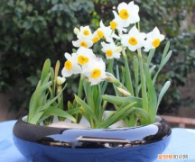 家庭养花大全绿植，养花，45种绿植花卉图文介绍，养殖方法和注意事项