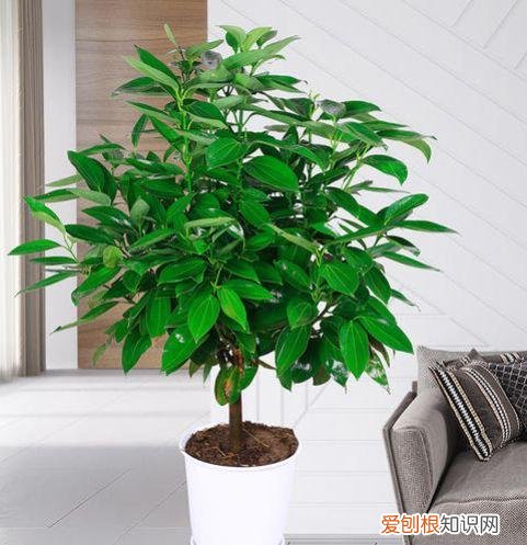 家庭养花大全绿植，养花，45种绿植花卉图文介绍，养殖方法和注意事项