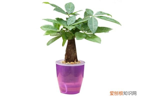 家庭养花大全绿植，养花，45种绿植花卉图文介绍，养殖方法和注意事项