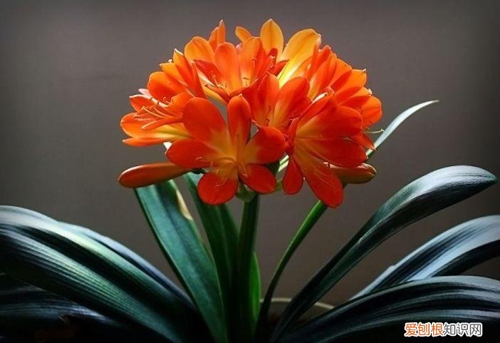 家庭养花大全绿植，养花，45种绿植花卉图文介绍，养殖方法和注意事项
