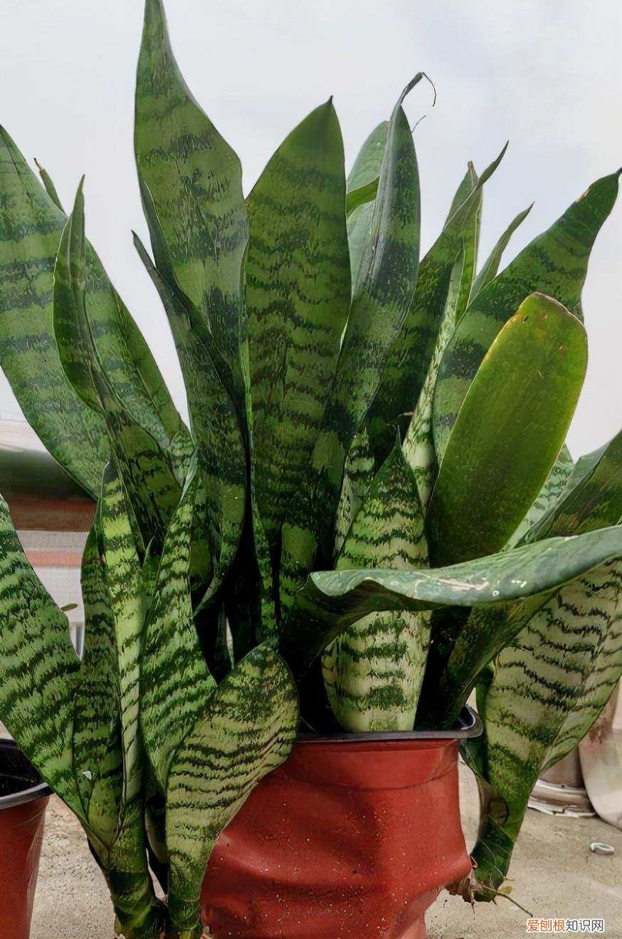 好养活的观叶植物，30种观叶植物，能观赏也净化空气，总有一种你养过