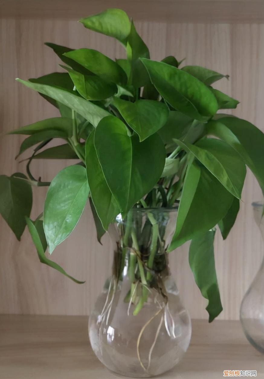 好养活的观叶植物，30种观叶植物，能观赏也净化空气，总有一种你养过