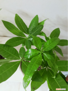 好养活的观叶植物，30种观叶植物，能观赏也净化空气，总有一种你养过
