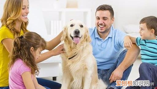 新手养狗必备物品,新手养狗攻略,不了解明白的话,还是不要养了