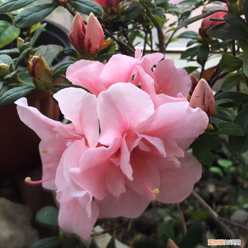 家养开花的树叫什么，家里面养6种守家树，开花红红火火，一年到尾都有好兆头