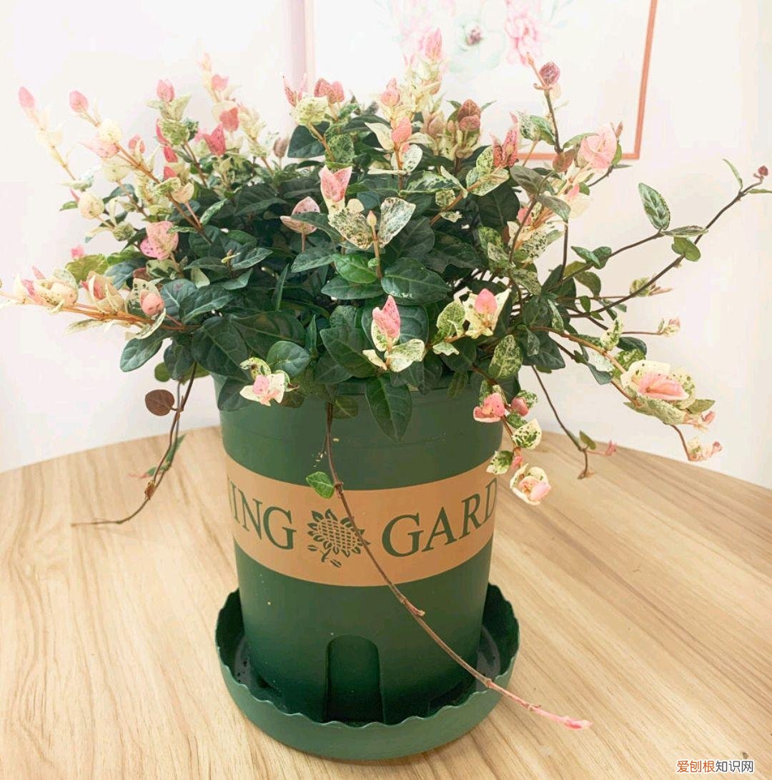 室内大型绿叶树有哪些,100种观叶绿植,50种大型的,50种小型的,家里没有阳光也能养