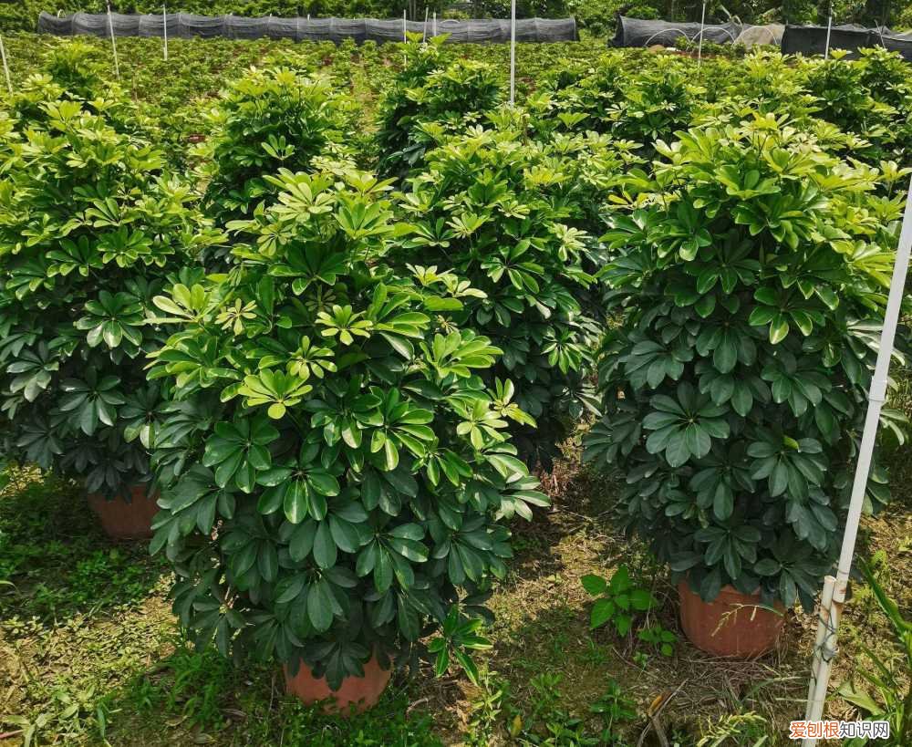 室内大型绿叶树有哪些,100种观叶绿植,50种大型的,50种小型的,家里没有阳光也能养