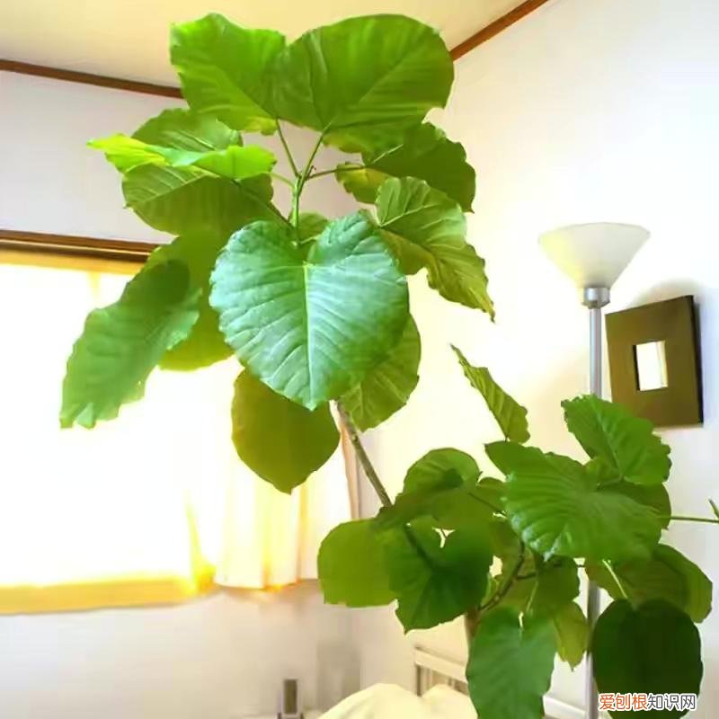 室内大型绿叶树有哪些,100种观叶绿植,50种大型的,50种小型的,家里没有阳光也能养