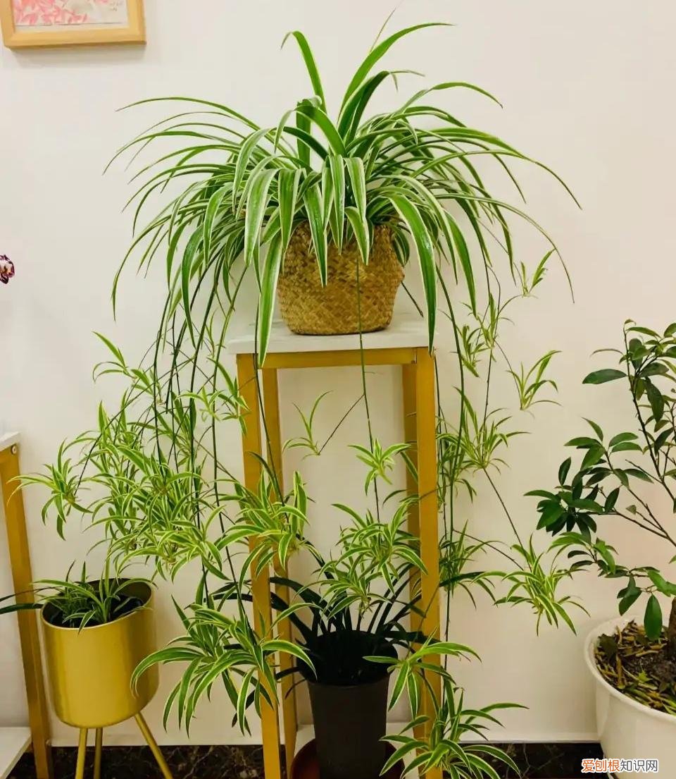 室内大型绿叶树有哪些,100种观叶绿植,50种大型的,50种小型的,家里没有阳光也能养