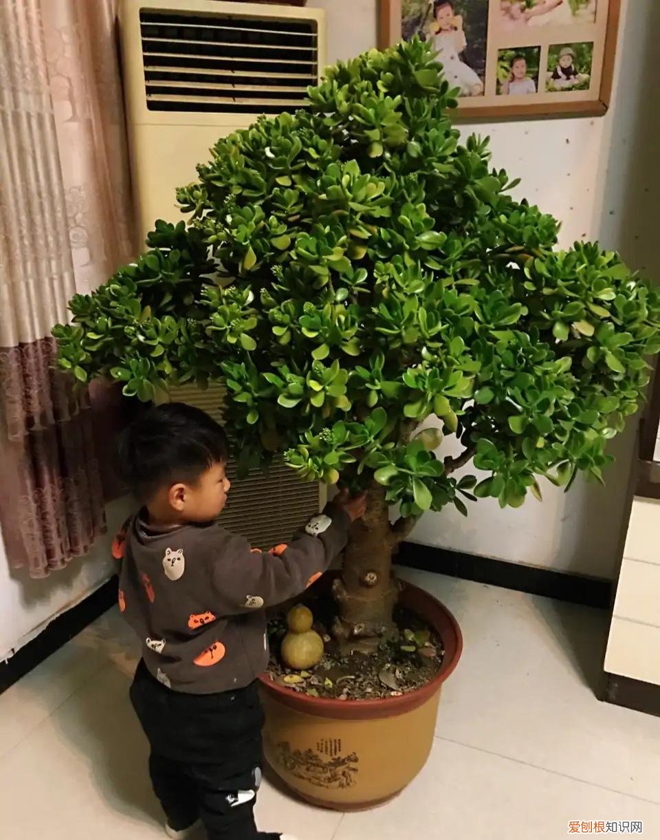 室内大型绿叶树有哪些,100种观叶绿植,50种大型的,50种小型的,家里没有阳光也能养