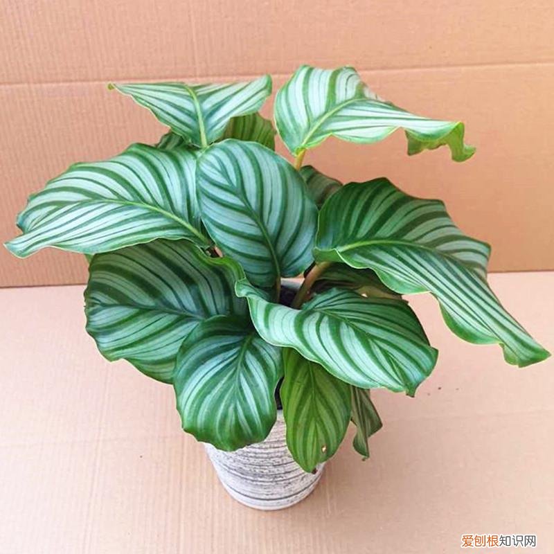 室内大型绿叶树有哪些,100种观叶绿植,50种大型的,50种小型的,家里没有阳光也能养