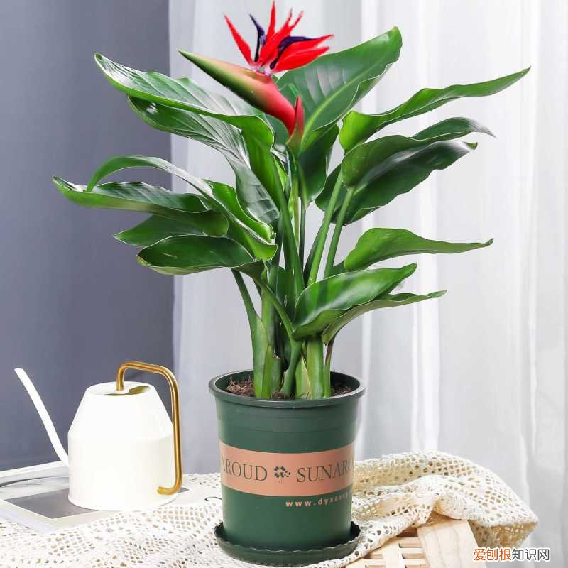 室内大型绿叶树有哪些,100种观叶绿植,50种大型的,50种小型的,家里没有阳光也能养