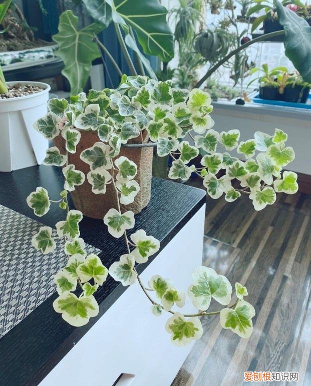 室内大型绿叶树有哪些,100种观叶绿植,50种大型的,50种小型的,家里没有阳光也能养