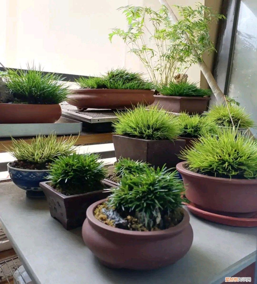 室内大型绿叶树有哪些,100种观叶绿植,50种大型的,50种小型的,家里没有阳光也能养